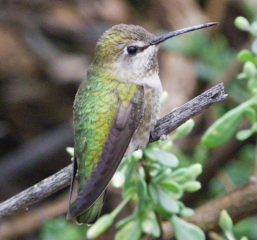 Costa's Hummingbird female 1_16_2012
